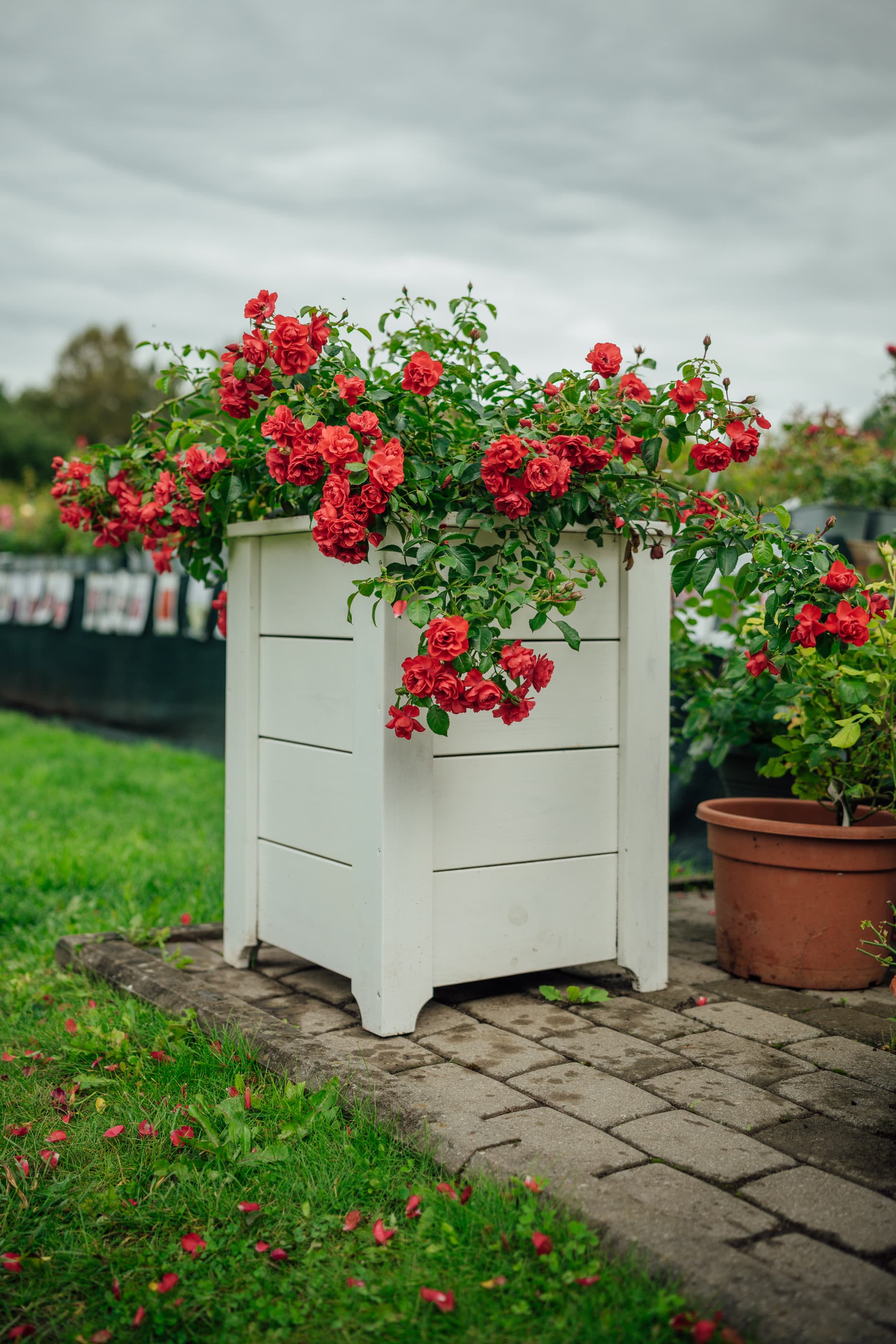 Puidust lillkast roosidele valge