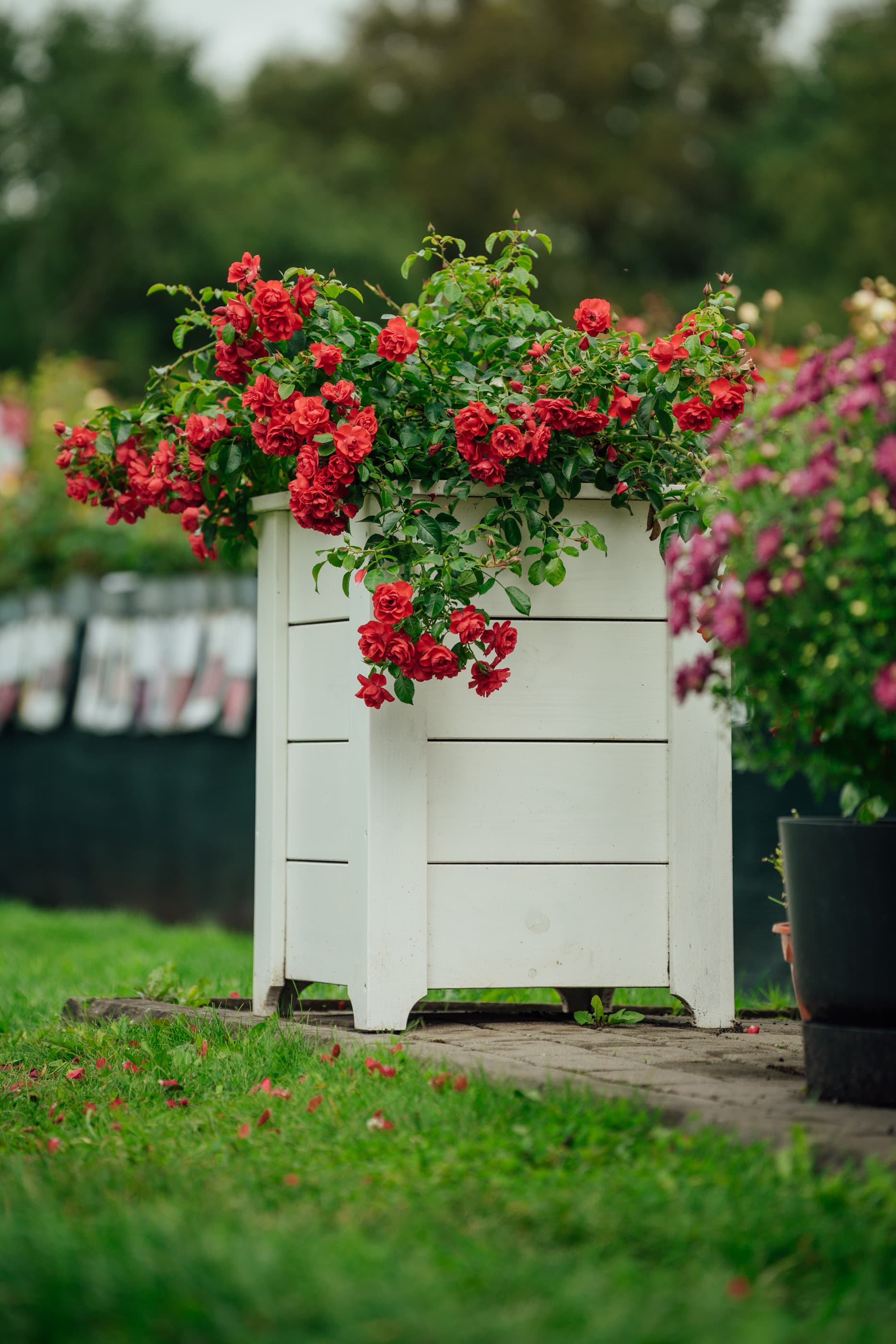 Puidust lillkast roosidele valge