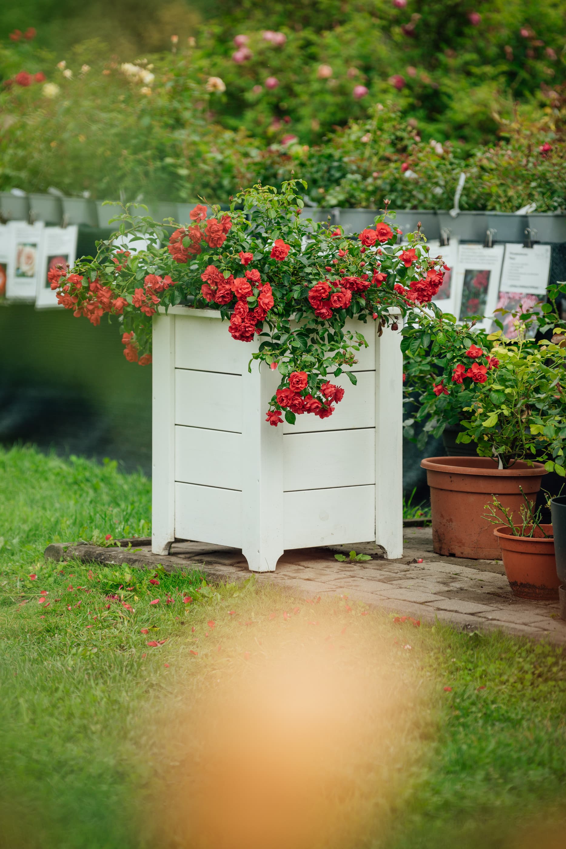 Puidust lillkast roosidele valge