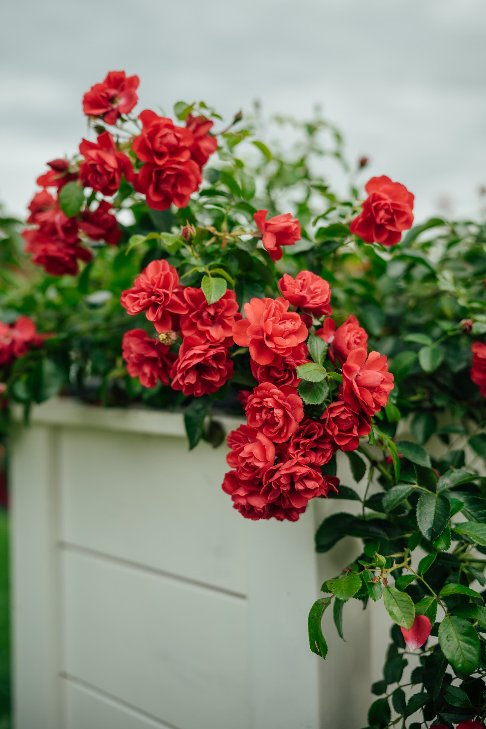 Puidust lillkast roosidele valge