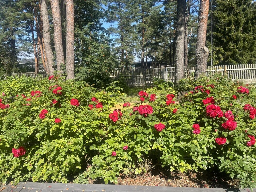 Kloogaranna Aed rannamännikus